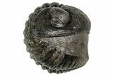 Wide, Enrolled Pedinopariops Trilobite - Excellent Eyes #347750-1
